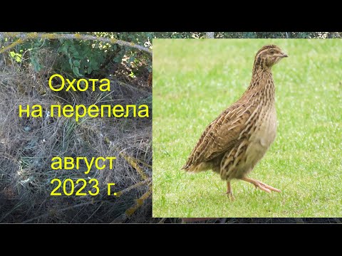 Видео: Великолепная охота на перепела. Август 2023