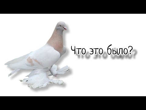 Видео: Что это было?Дайте ответ.