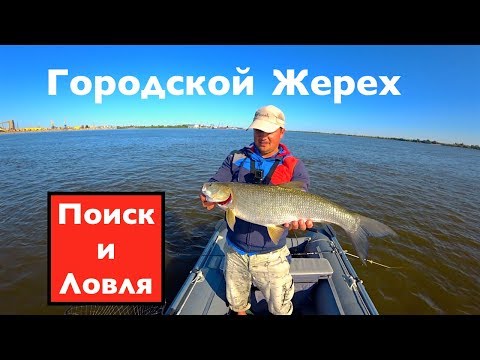 Видео: Городской жерех ! От мала до велика! Поиск и ловля! Ares Lester Boron 800ML