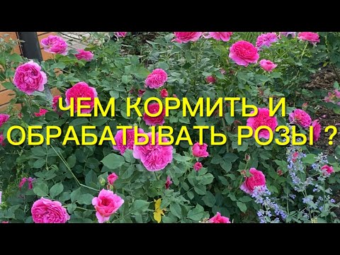 Видео: Чем я кормлю и обрабатываю розы. Обрезка роз по полной программе. Немного красоты.🌹🌹🌹