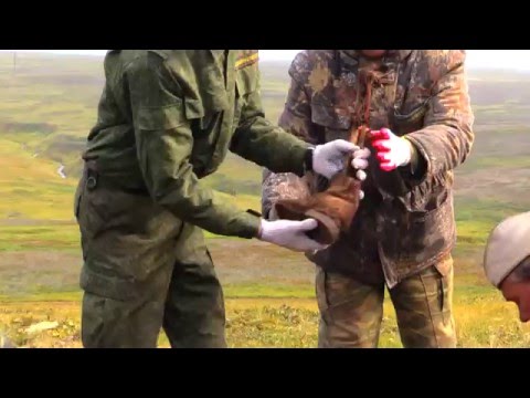 Видео: На острове Шумшу (Курильская гряда) обнаружили десятки захоронений.