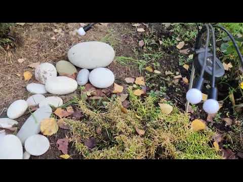 Видео: Мой дачный сезон 2025, 12 октября