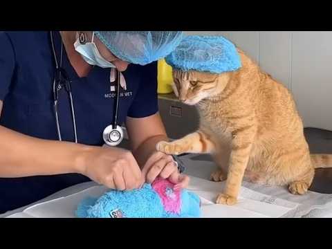Видео: Когда кот становится твоим микроменеджером 😂