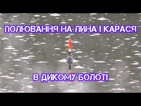 Видео: ПОЛЮВАННЯ НА ЛИНА І КАРАСЯ В ДИКОМУ БОЛОТІ. Поплавок восени