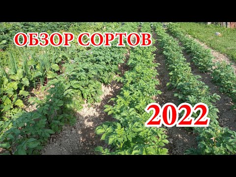 Видео: Обзор сортов картофеля 2022 часть 1