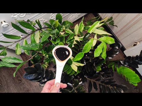 Видео: ВНЕСИ в ЗАМИОКУЛЬКАС и даже чахлый цветок нарастит мощный клубень и много новых листьев