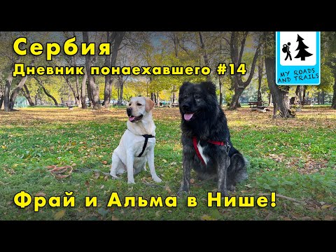 Видео: Завершение эпопеи с перевозкой собак в Сербию. Дневник понаехавшего #14.