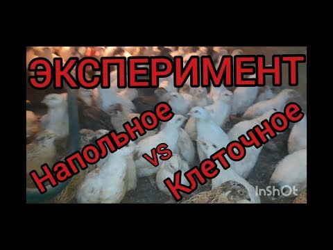 Видео: ПОДВОДИМ ИТОГ!!!ЭКСПЕРИМЕНТА !!!НАПОЛЬНОЕ vs КЛЕТОЧНОЕ СОДЕРЖАНИЕ ПЕРЕПЕЛОВ