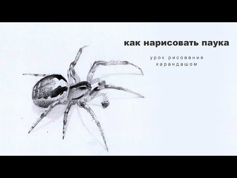 Видео: как нарисовать паука как нарисовать паука поэтапно