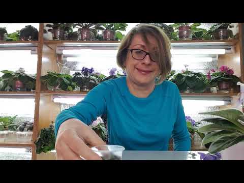 Видео: Укоренение цветоноса фиалки