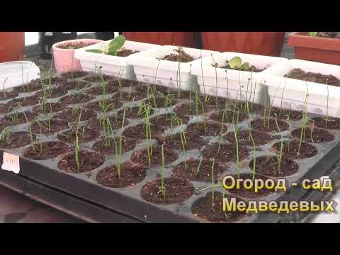 Видео: Когда и чем подкармливать рассаду лука