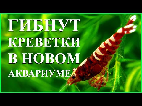 Видео: гибнут креветки в аквариуме  причины и что делать?