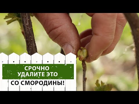 Видео: ВНИМАНИЕ! Клещ на смородине! (Как его обнаружить и победить)