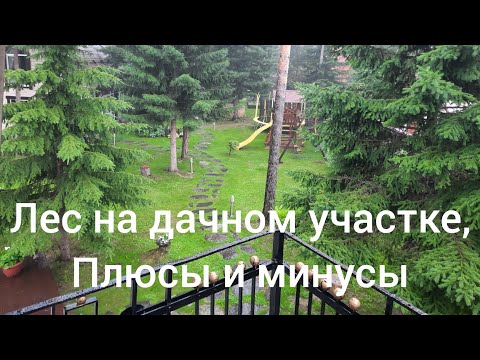 Видео: Дача в лесу, плюсы и минусы