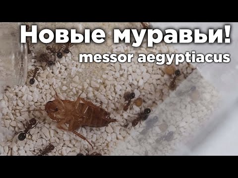 Видео: ЕГИПЕТСКИЙ МУРАВЕЙ - Messor aegyptiacus! Обзор и Переселение новой колонии муравьев!