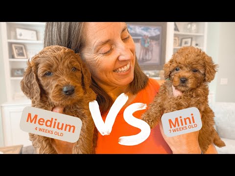 Видео: Выбор правильного размера голдендудля: полное руководство