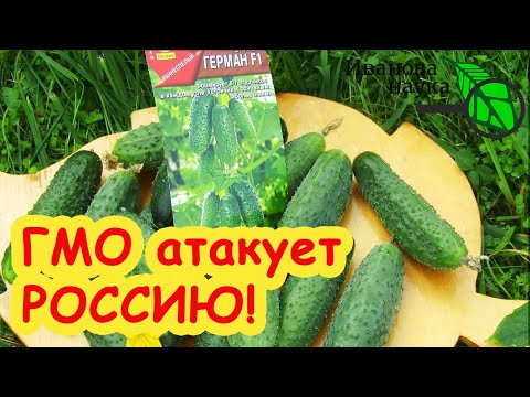 Видео: Семена Партнер, Семена Алтая и Аэлита торгуют ГМО? МНЕНИЕ ГЕНЕТИКА: сколько люди скупают ГМО семян.