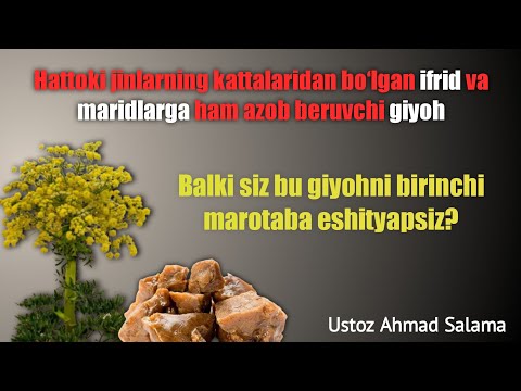 Видео: (Ҳилтит-حلتيت)"SASSIQ KAVRAK" jinning dushmani ekanligini bilarmidingiz? -Giyoh.[Ustoz Ahmad Salama]