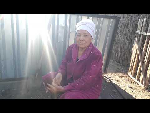 Видео: Аналарымыз аман болсын