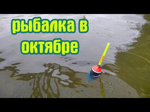 Видео: Первая рыбалка в октябре 2023 на поплавок на речке.