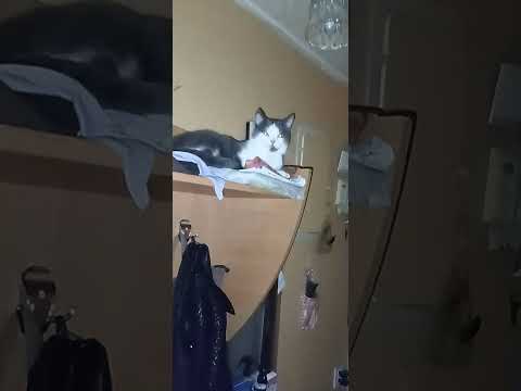 Видео: МОН ШЭРИ, ЛЕДИ ВИНТЕР И ФЛЁР ДЕНИЗ.