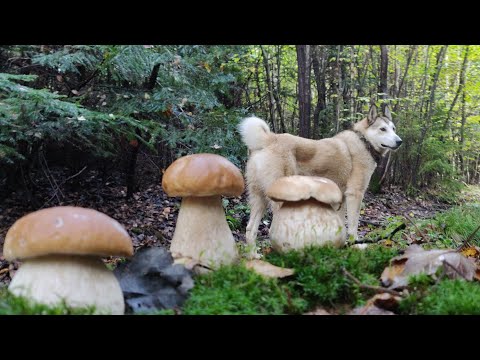 Видео: Недоторканий грибний ліс. Карпати