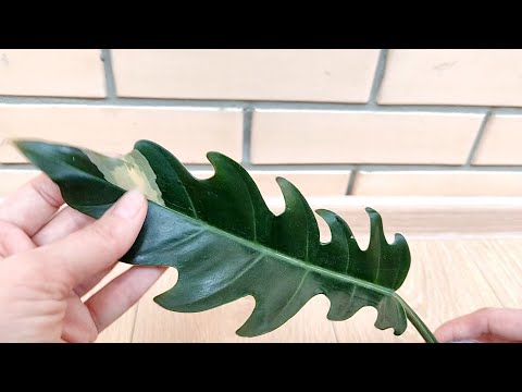 Видео: ЛОТЕРЕЯ или нет?! Карамель из промежутка. Результат через год.