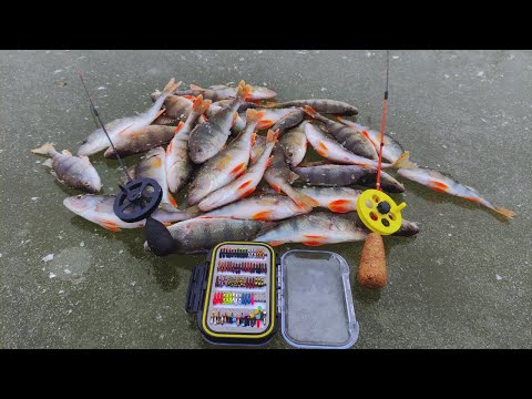 Видео: ЛОВЛЯ ОКУНЯ на БЕЗМОТИЛКИ ЛІСОТКИ! ПОПАВ на РОЗДАЧУ! ЗИМОВА РИБОЛОВЛЯ 2025!