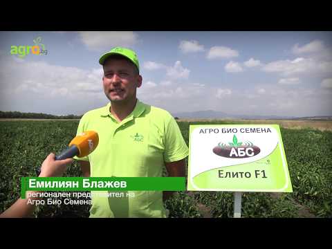 Видео: Фирма Агро Био Семена представя нов хибриден пипер тип капия Елито F1