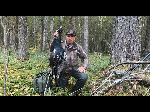 Видео: Охота на боровую дичь с карельской лайкой 8.09.25.