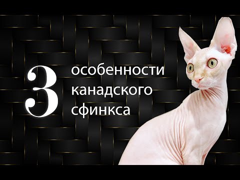 Видео: КАНАДСКИЙ СФИНКС ❤️ Особенности породы. Моя милая Принцесса Лея