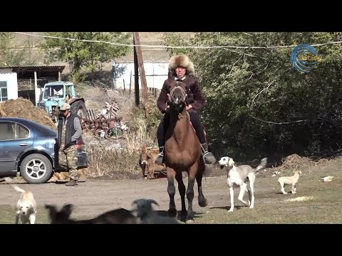 Видео: ТАЗЫ — БРЕНДТІҢ ЖАҢА ДӘУІРІ / АБАДАН / 02.11.2025