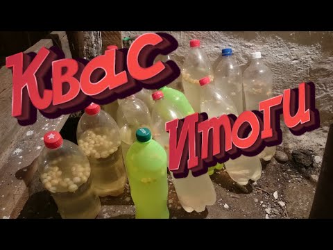 Видео: Дегустируем ШАМПАНСКОЕ из березового сока СОБСТВЕННОГО ПРИГОТОВЛЕНИЯ