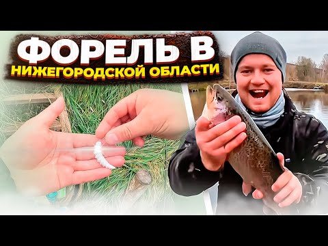 Видео: Ловля форели в Нижегородской области.Рыбалка Нижний Новгород Чистые пруды. Форель на спиннинг.