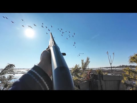 Видео: ЛУЧШАЯ ОХОТА НА ГУСЯ ВЕСНА. БОЛЬШИЕ СТАИ ЗАХОДЯТ В ПРОФЕЛЯ. ГУСЬ МАССОВО ПОШЕЛ НА ТУНДРУ.