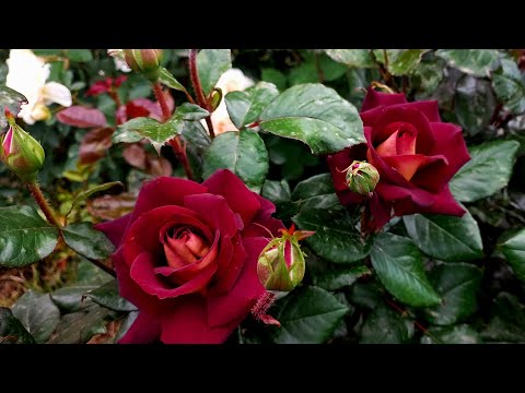 Видео: Первая волна цветения роз