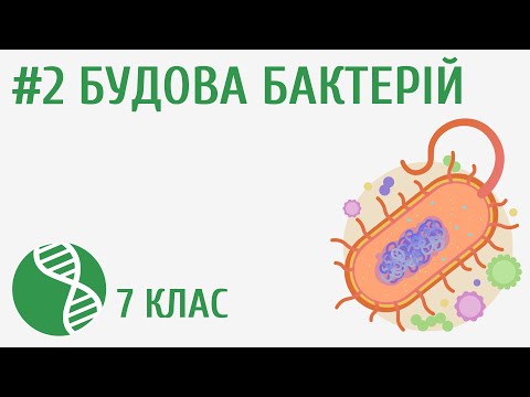 Видео: Будова бактерій #2