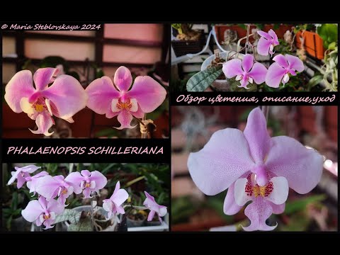 Видео: PHALAENOPSIS SCHILLERIANA - обзор цветения, описание, уход