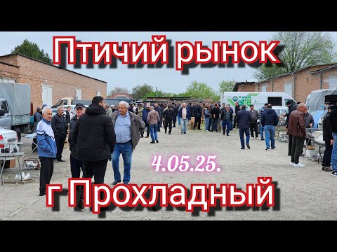 Видео: Голуби цены Птичий рынок г Прохладный