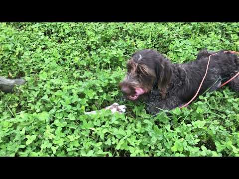 Видео: Заново учим охотиться собаку