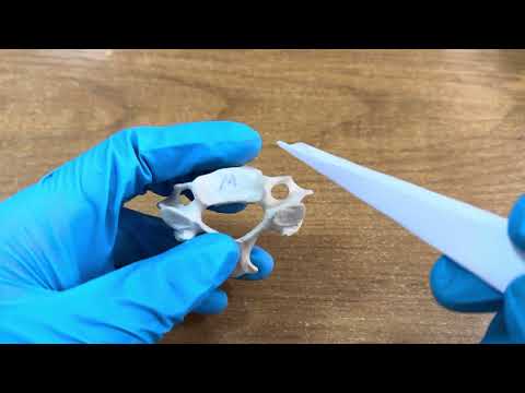 Видео: Мойын омыртқаларының ерекшелігі