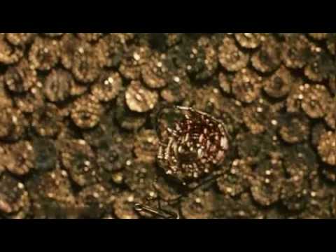 Видео: Корсары Йовин