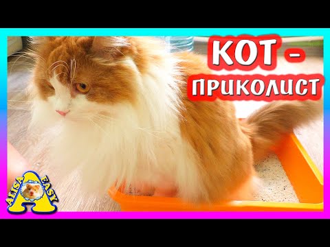 Видео: КАК ПРИУЧИТЬ КОТА К ЛОТКУ? / КОТ ВАСИЛИЙ ЦЕЛУЕТ ХОМКИ / Alisa Easy Pets