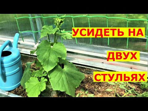 Видео: Ранние огурцы до октября плодоносят, как для этого их сажать?