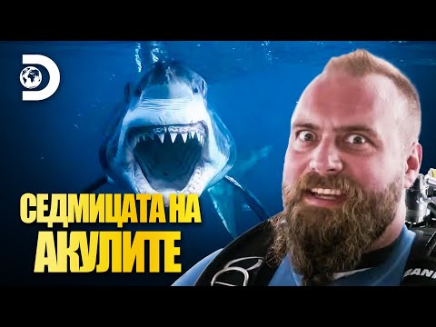 Видео: Най-тежката акула в света! | Седмицата на акулите