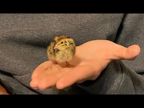 Видео: Эксперимент: вывел перепелов из яиц в домашних условиях в инкубаторе P9