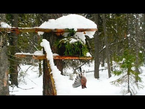 Видео: Проверка капканов на куницу в "глухозимье"