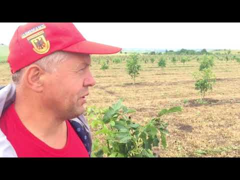 Видео: Сколько нужно человек для обработки 10 гектар Орехового сада?