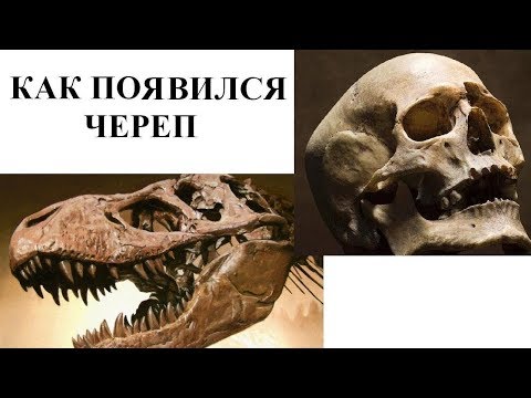 Видео: КАК ПОЯВИЛСЯ ЧЕРЕП
