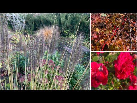 Видео: Безперечні лідери листопадного саду #садівництво 